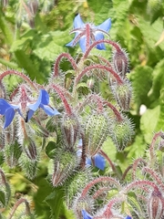 Borago officinalis