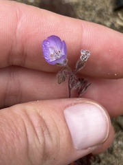 Phacelia douglasii