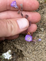 Phacelia douglasii