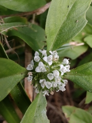 Spermacoce dasycephala