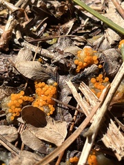 Byssonectria terrestris