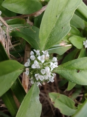 Spermacoce dasycephala