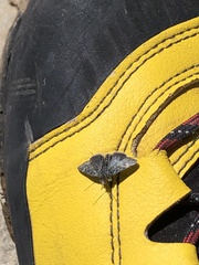Metaxmeste phrygialis