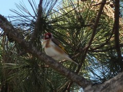 Carduelis carduelis
