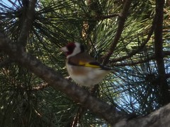 Carduelis carduelis