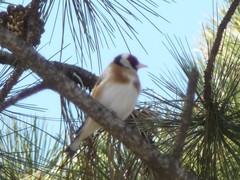 Carduelis carduelis