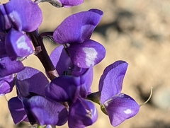 Lupinus odoratus