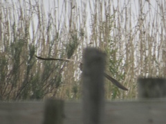 Botaurus lentiginosus