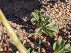 Lupinus odoratus