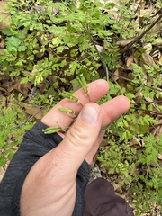 Osmorhiza brachypoda