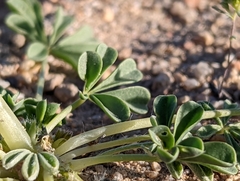 Lupinus odoratus