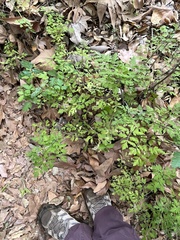 Osmorhiza brachypoda