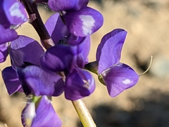 Lupinus odoratus