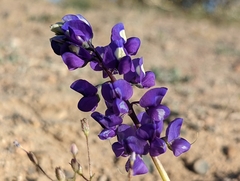 Lupinus odoratus