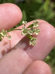 Osmorhiza brachypoda