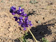 Lupinus odoratus