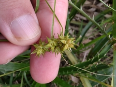 Carex bonariensis