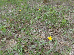 Tulipa sylvestris biebersteiniana