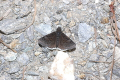 Erynnis brizo muelleri