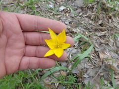 Tulipa sylvestris biebersteiniana