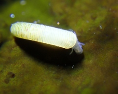 Caecum californicum