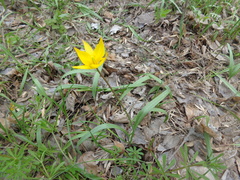 Tulipa sylvestris biebersteiniana
