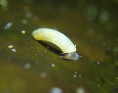 Caecum californicum