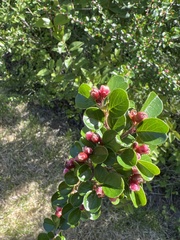 Cotoneaster hjelmqvistii
