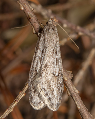 Semioscopis megamicrella