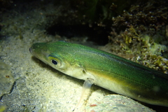 Trachurus symmetricus