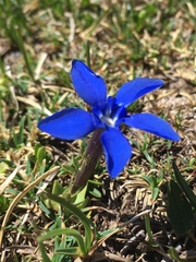 Gentiana brachyphylla