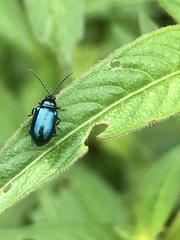 Altica cyanea
