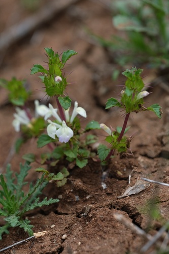 Image of Acanthomintha ilicifolia by (c) Madeleine Claire, some rights reserved (CC BY)