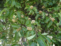Ehretia latifolia