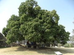 Ehretia latifolia