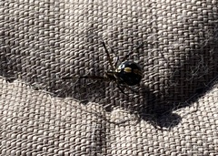 Latrodectus hesperus