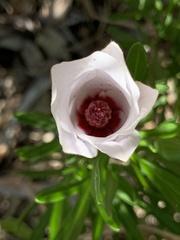 Malvaceae