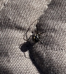 Latrodectus hesperus