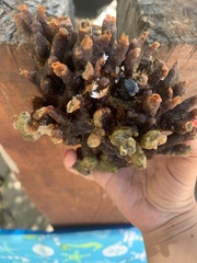 Schizoporella errata