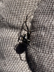 Latrodectus hesperus
