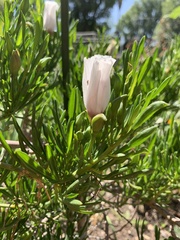 Malvaceae