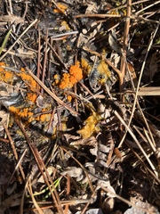 Byssonectria terrestris