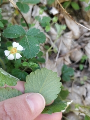 Potentilla sterilis