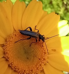 Oedemera simplex