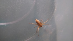 Araneae