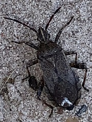 Ceraleptus americanus