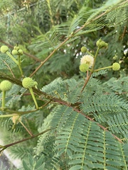 Leucaena leucocephala