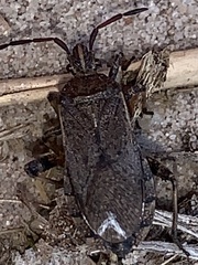 Ceraleptus americanus
