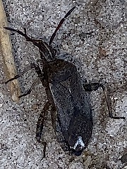 Ceraleptus americanus