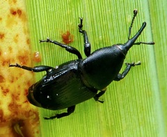 Scyphophorus yuccae